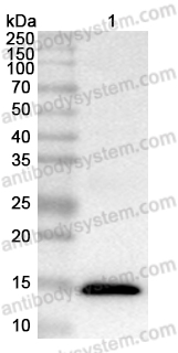 Anti-Monkeypox virus/MPXV A30L Polyclonal Antibody